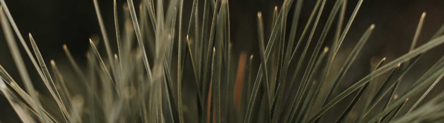 Footer Background